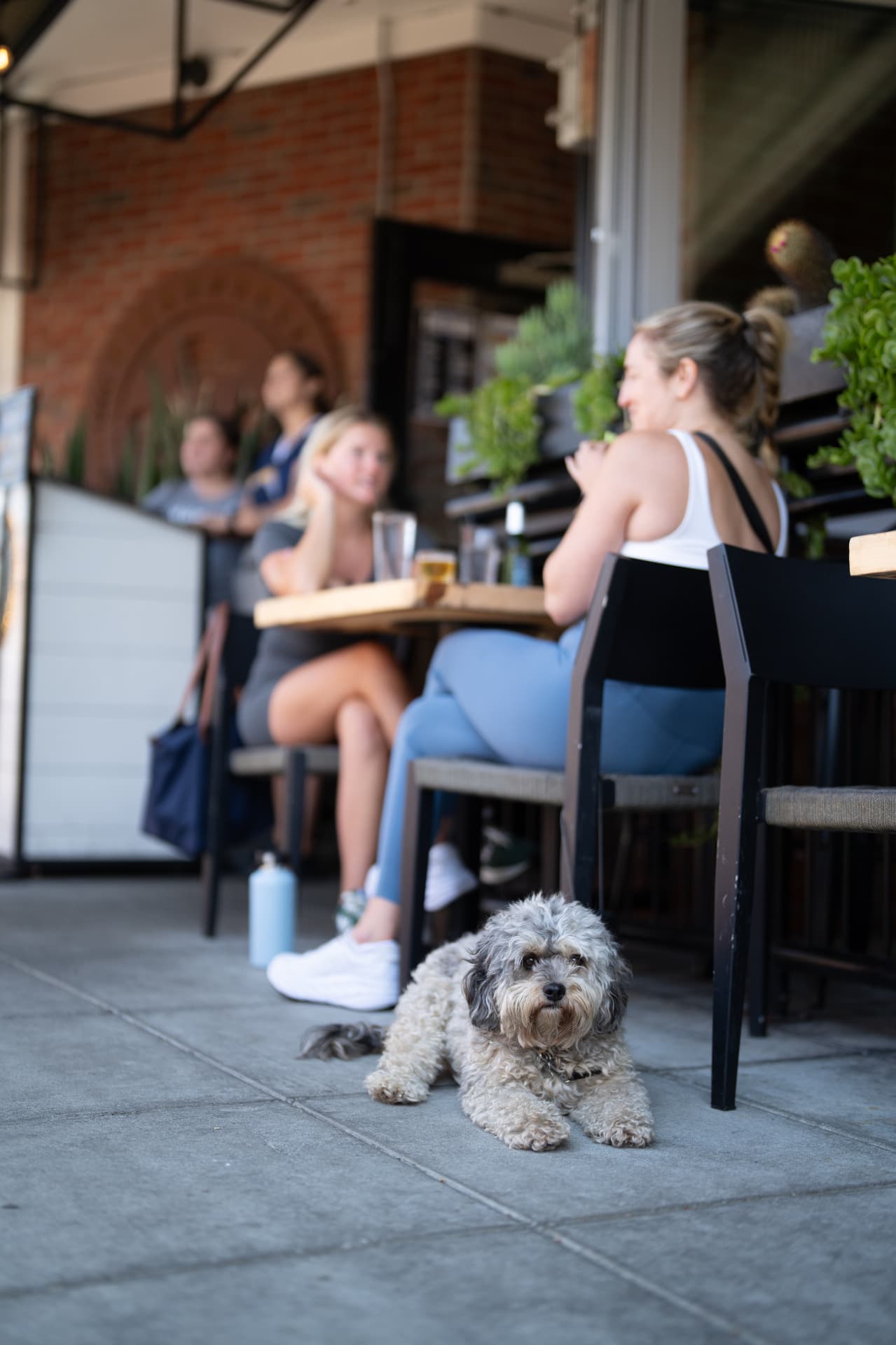 Friends toasting drinks on the dog-friendly Bier Garden patio